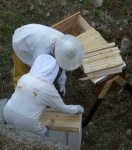Ma (modeste) première ruche kenyane Download?action=showthumb&id=318