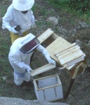 Ma (modeste) première ruche kenyane Download?action=showthumb&id=319