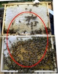 Construction d'une ruche en forme de cheminée dite "boisseau". Download?action=showthumb&id=282