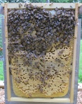 Construction d'une ruche en forme de cheminée dite "boisseau". Download?action=showthumb&id=283