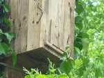 1° Essaim dans ruche poteaux  ( Gironde) Download?action=showthumb&id=500